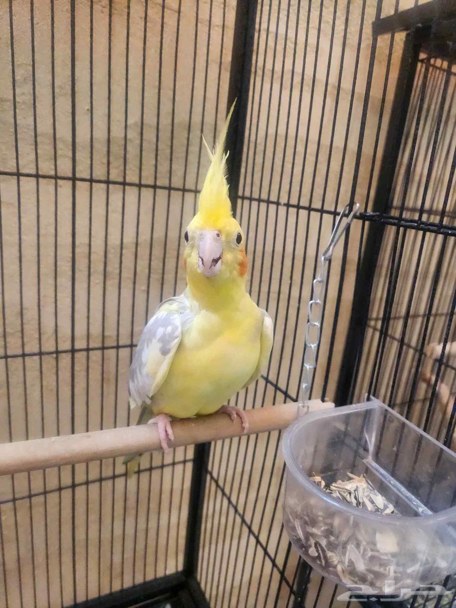 زوج كروان اليف64565005859458111