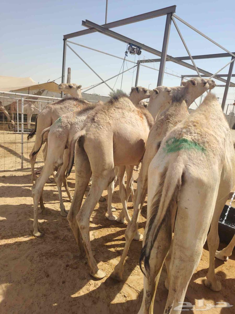 عرض خاص للتجار قعدان طيبة بسعر تاجر64571395979010113