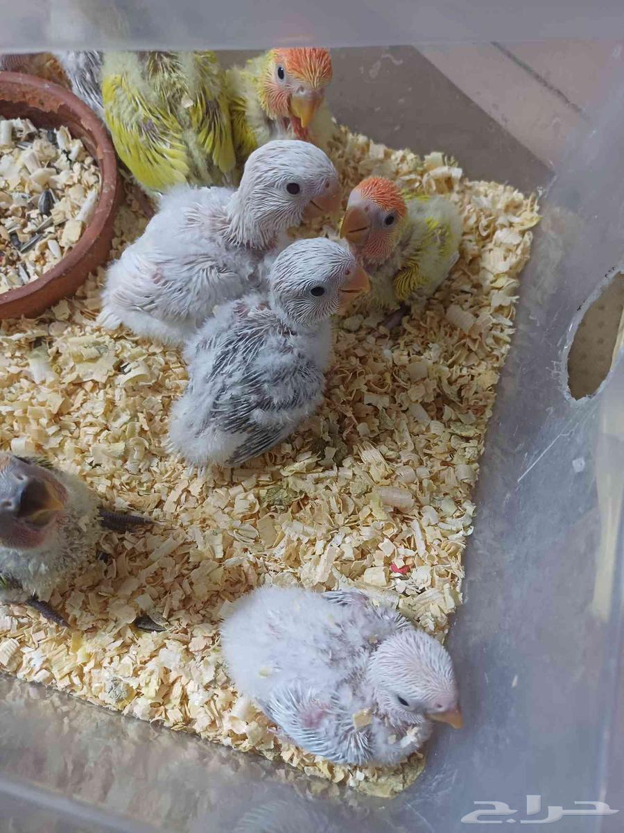 فروخ روز كلها تقبل الغر واليفه64569562655107110