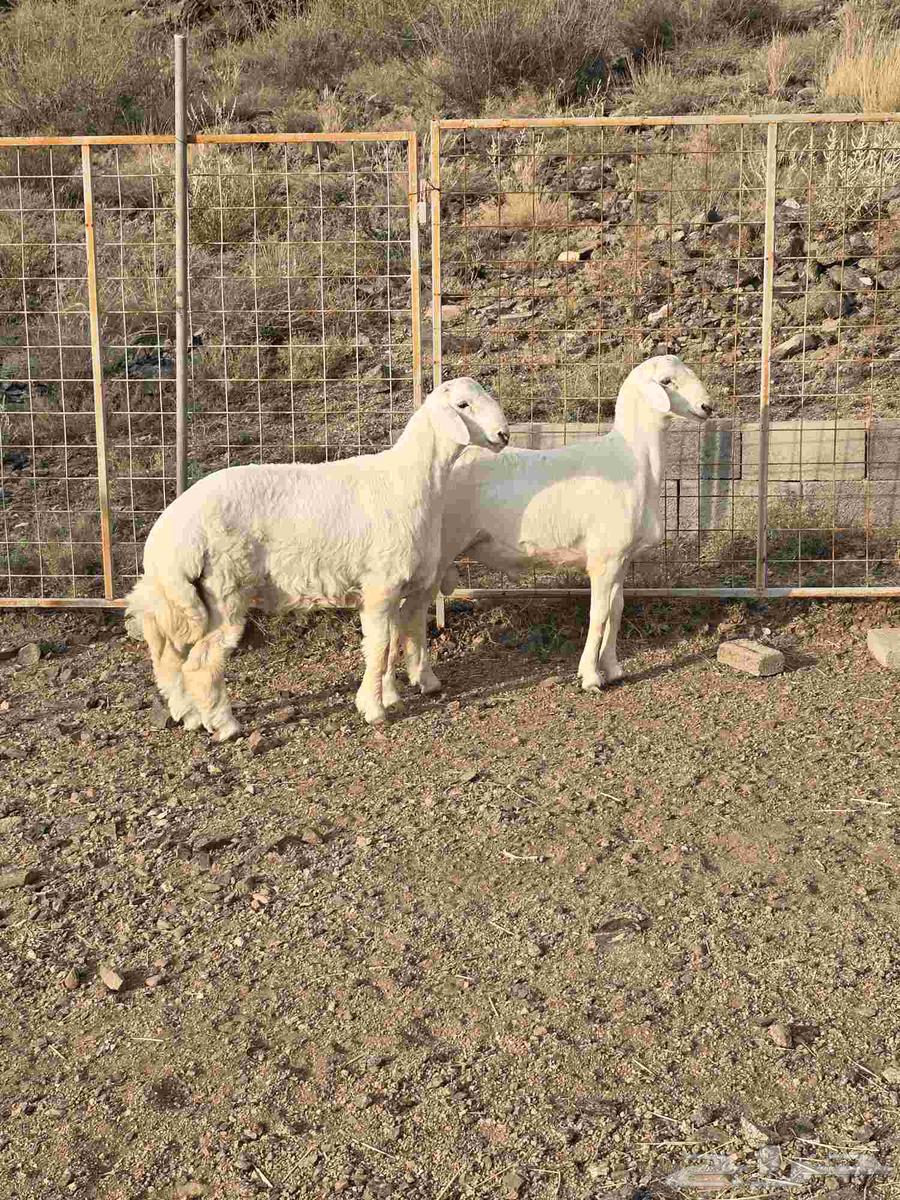 طليان حرية ذبائح مع التوصيل64568348150657111