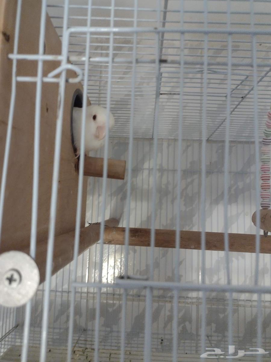 زوج روز زوج فيشر ( تم البيع )64569535716865114