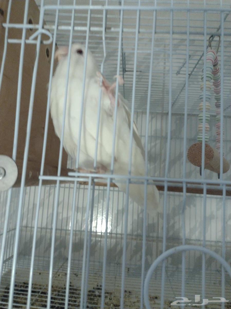 زوج روز زوج فيشر ( تم البيع )64569535716865113