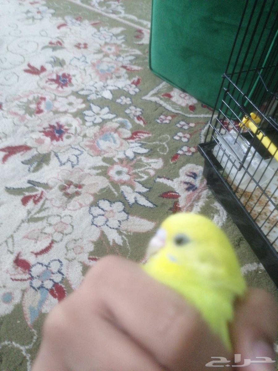 فروخ بادجي الصحه ما شا الله تبارك الله64566230980993111