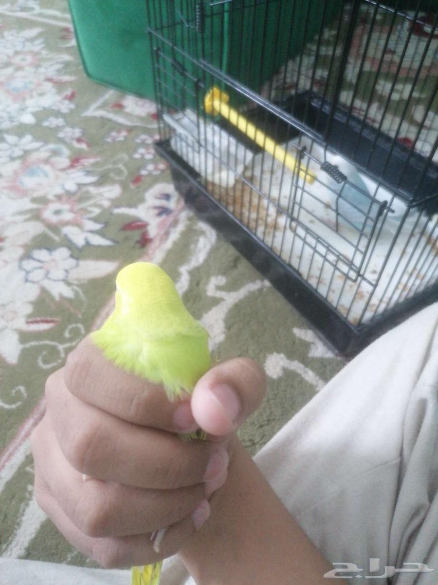 فروخ بادجي الصحه ما شا الله تبارك الله64566230980993110