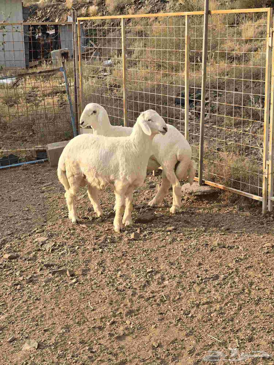 طليان حرية ذبائح مع التوصيل64568348150657110