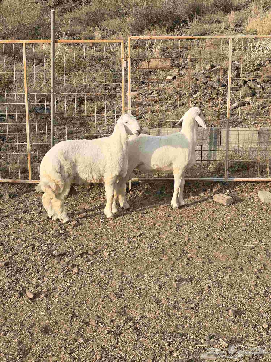 طليان حرية ذبائح مع التوصيل64568348150657113