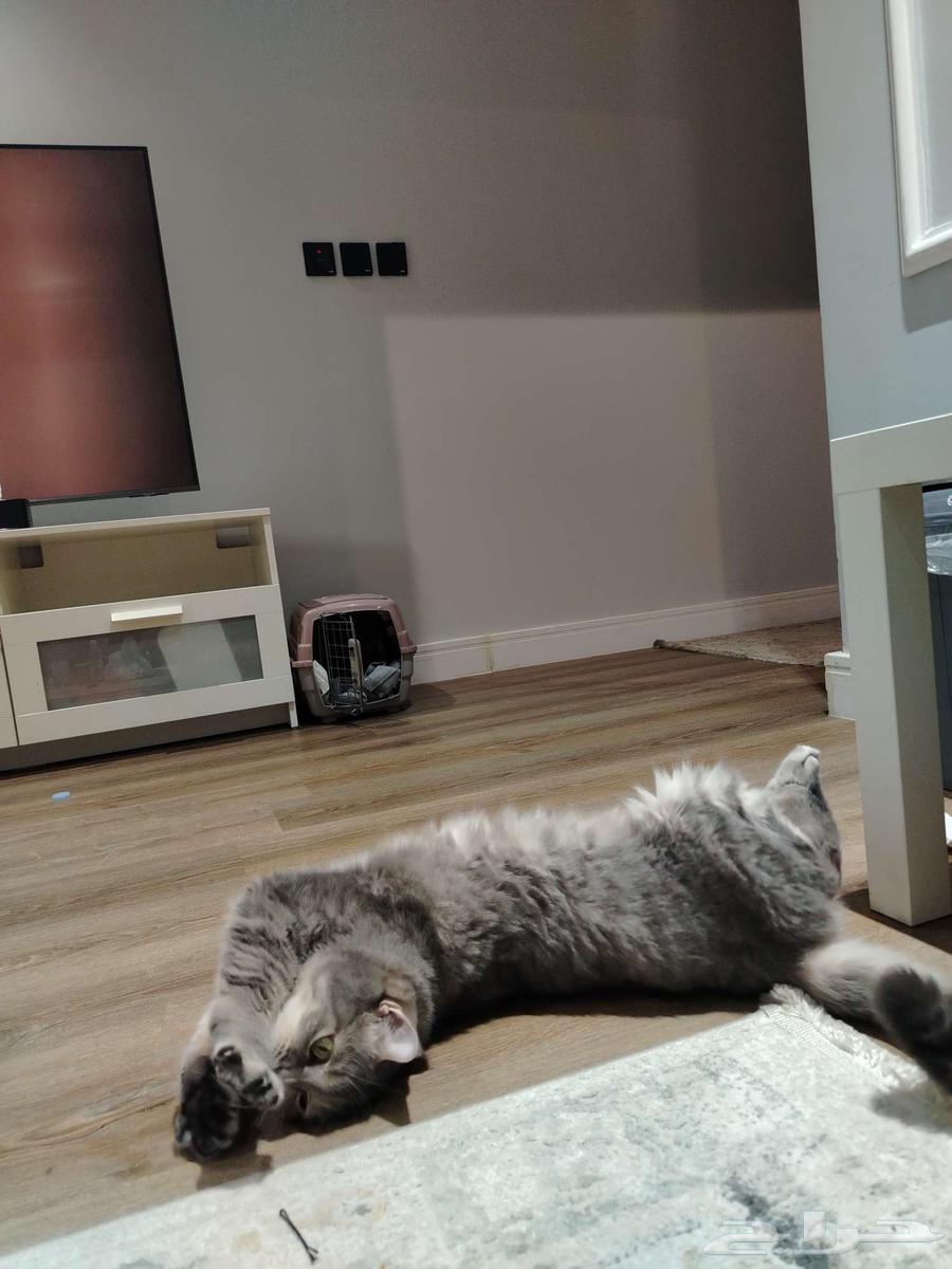 تبني قطط64566189370755111