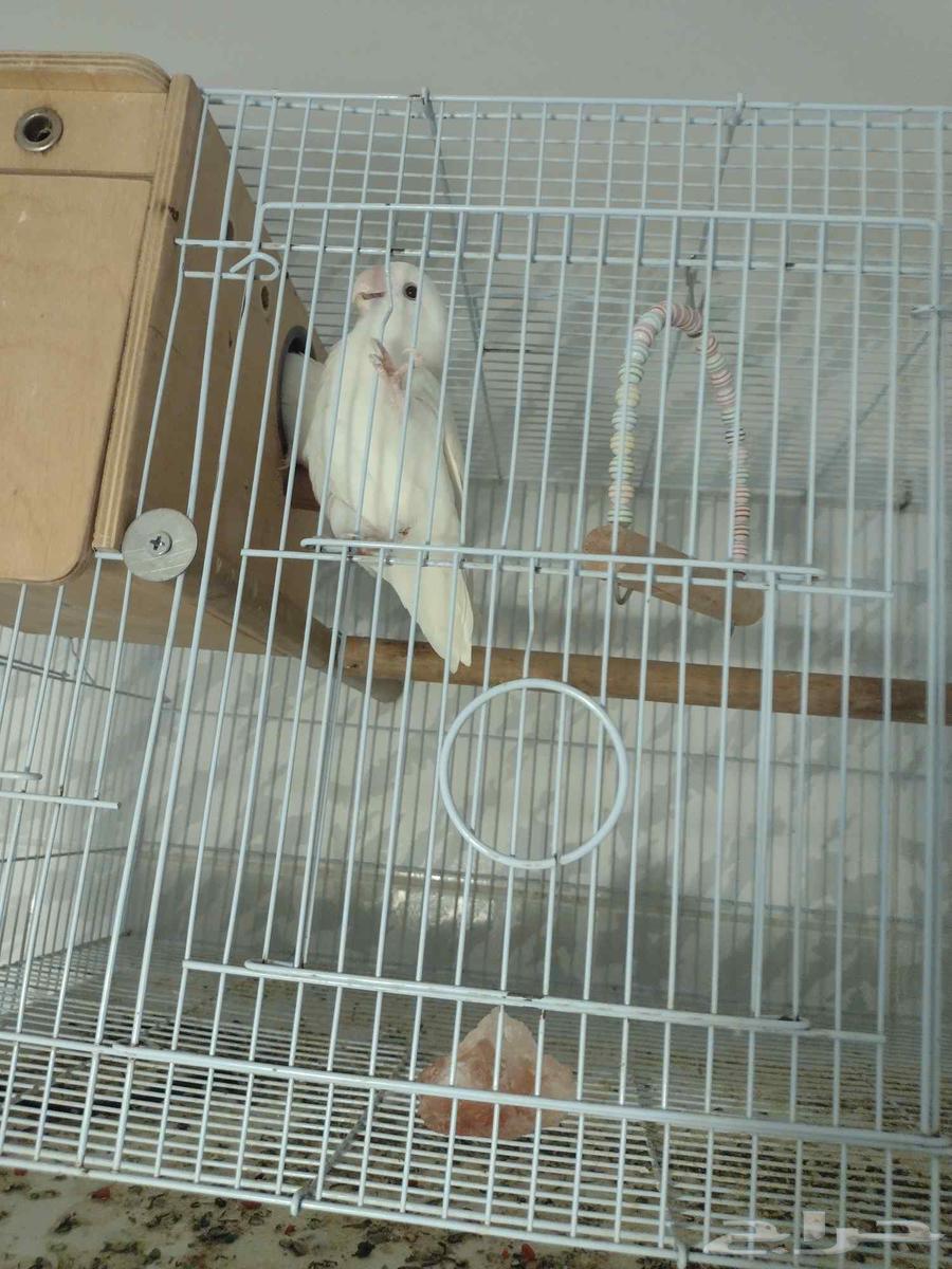 زوج روز زوج فيشر ( تم البيع )64569535716865110