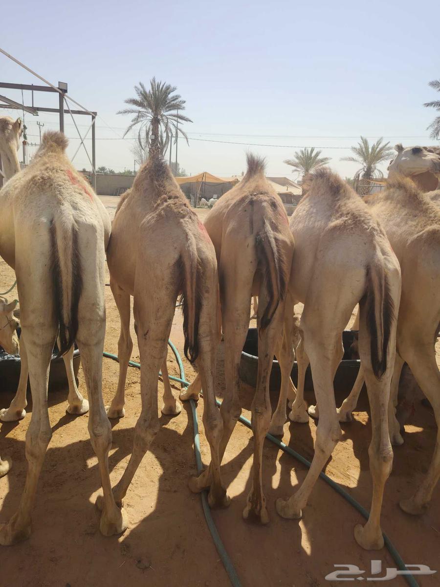 عرض خاص للتجار قعدان طيبة بسعر تاجر64571395979010112