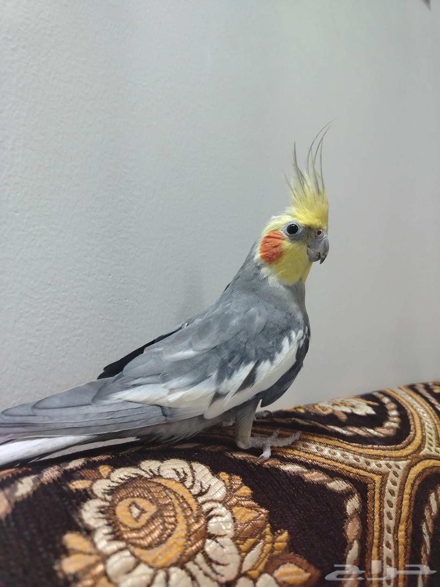 طير كوكتيل باكستاني للبيع64567919238147112