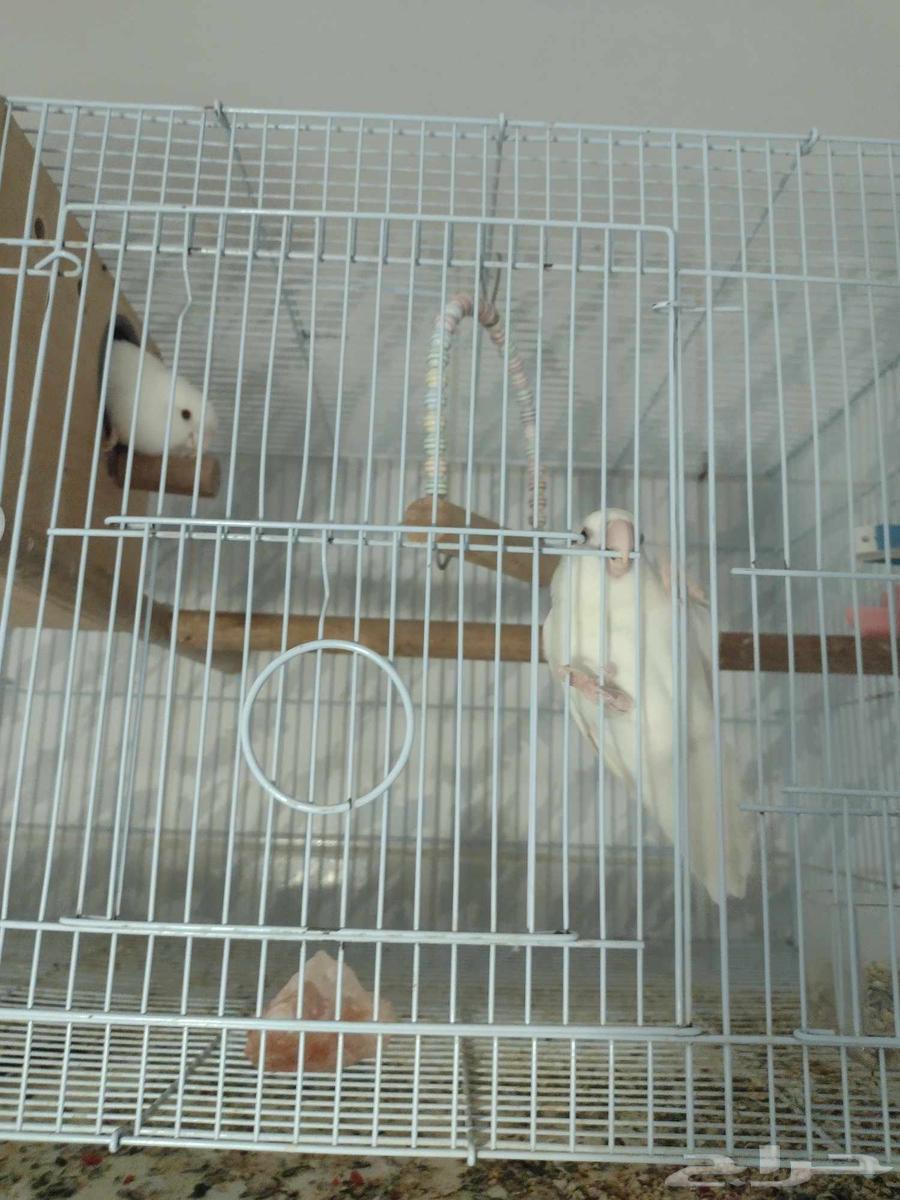 زوج روز زوج فيشر ( تم البيع )64569535716865111