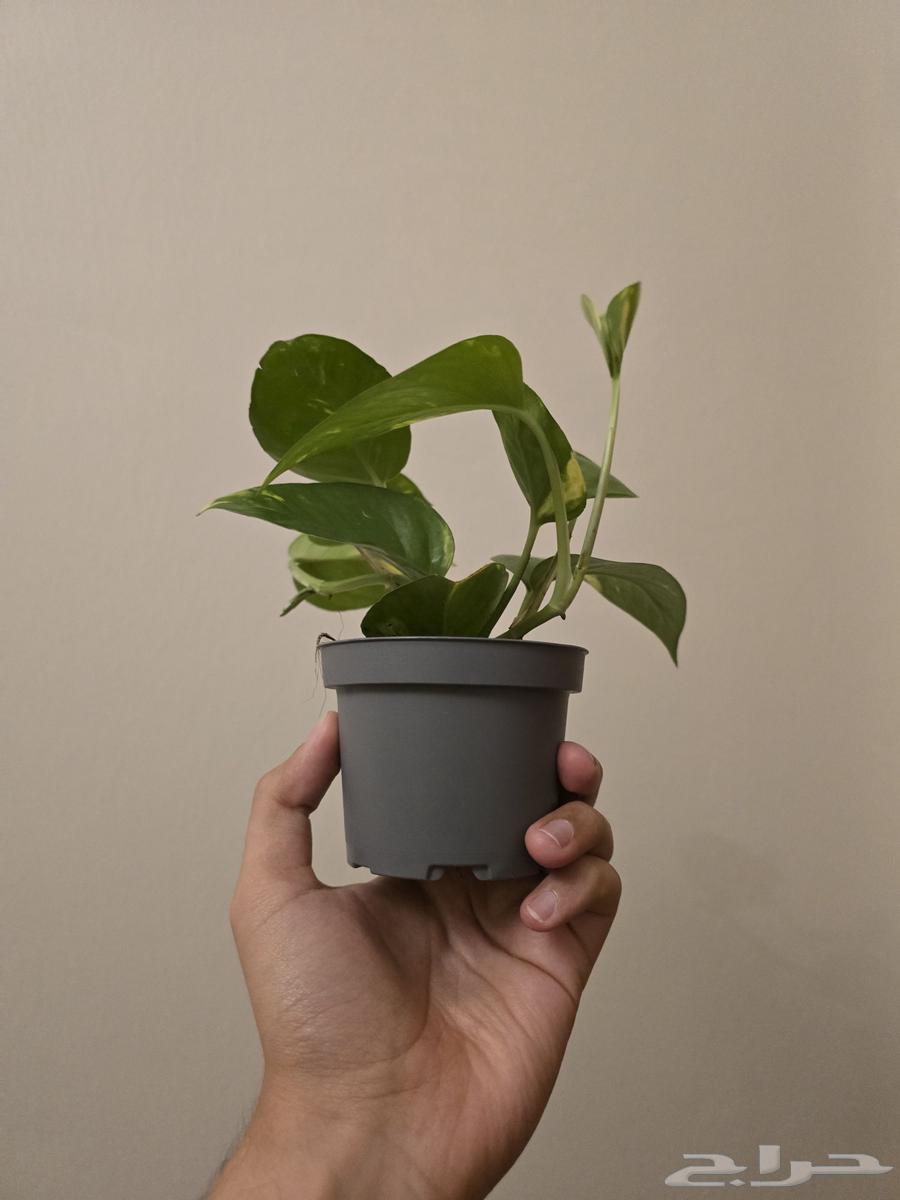 للبيع قسيمة سباركيز 500 ريال رصيد64569698891010110