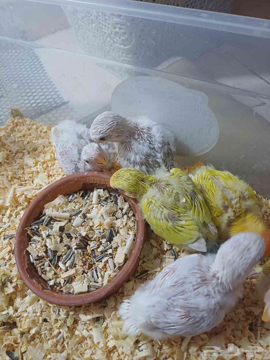 فروخ روز كلها تقبل الغر واليفه64569562655107111