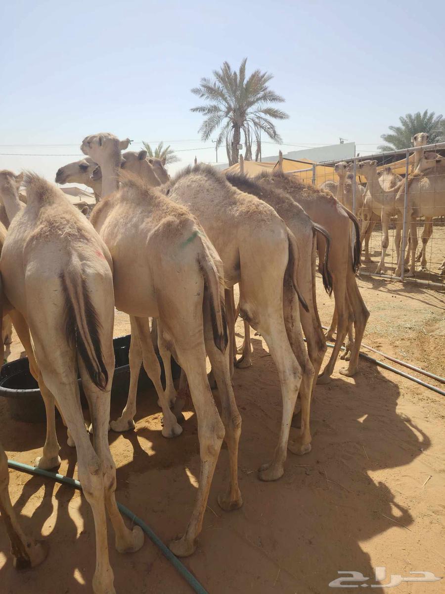 عرض خاص للتجار قعدان طيبة بسعر تاجر64571395979010110