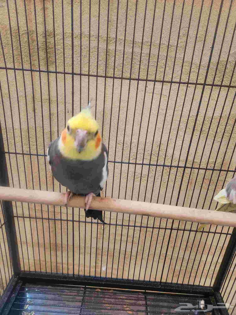 زوج كروان اليف64565005859458110