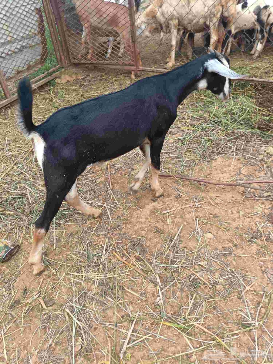 تيس بلدي للبيع64564476424067110