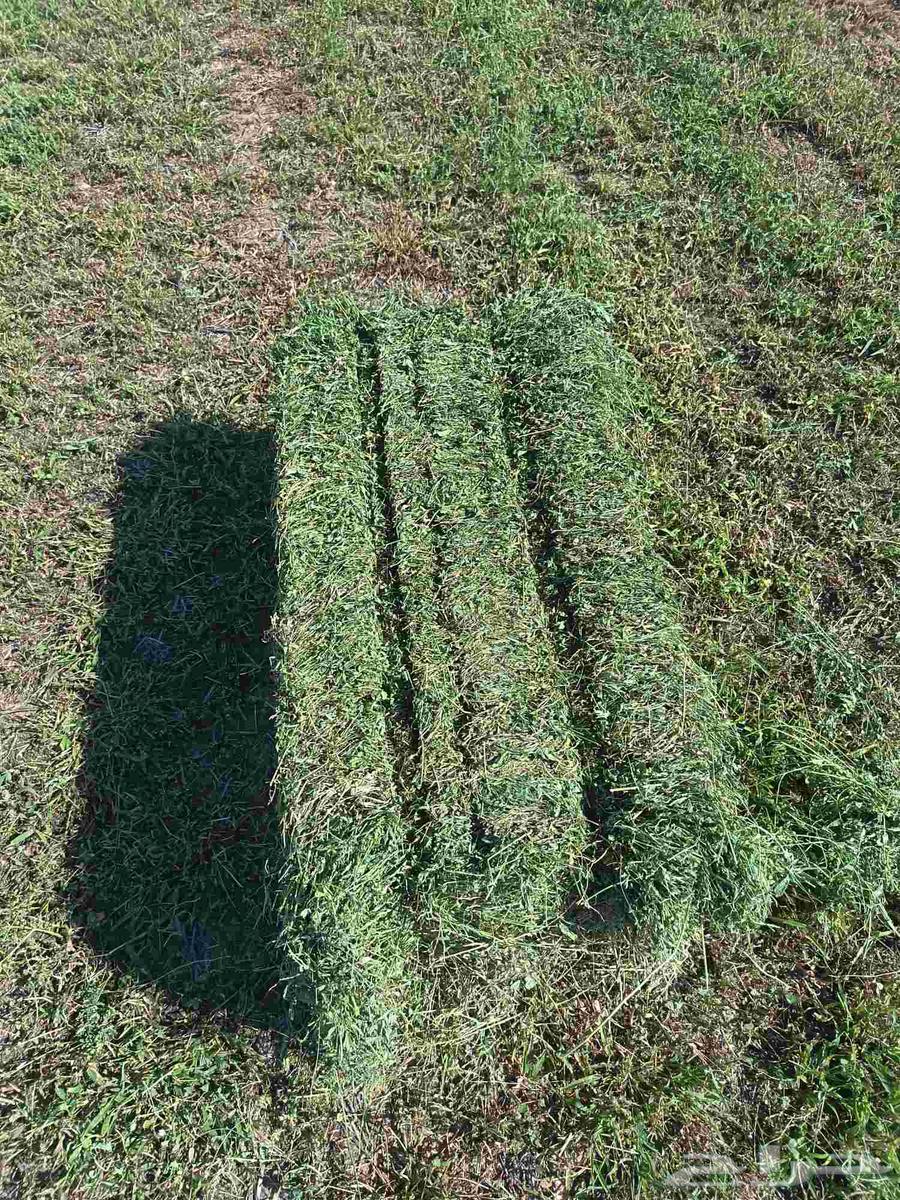 برسيم صافي 27 ريال طبرجل64565814670979112