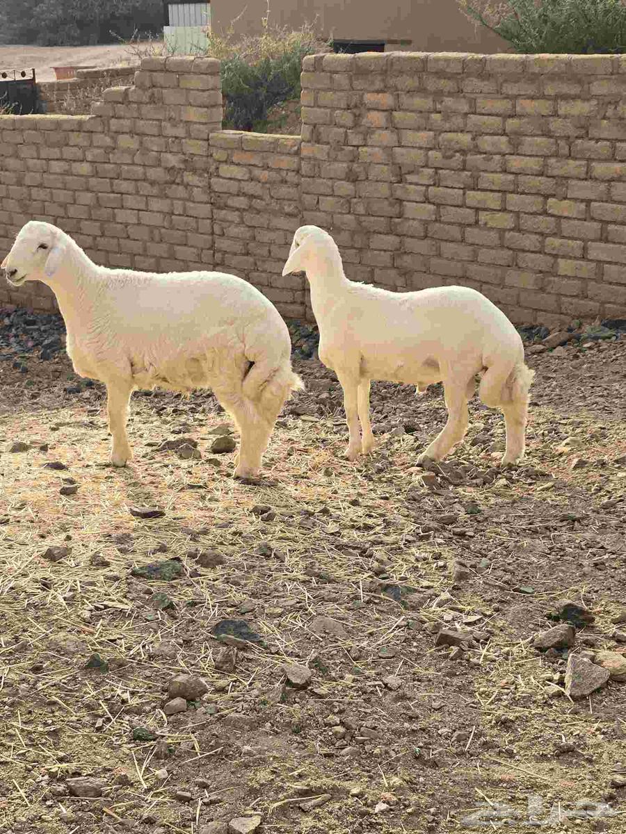 طليان حرية ذبائح مع التوصيل64568348150657112