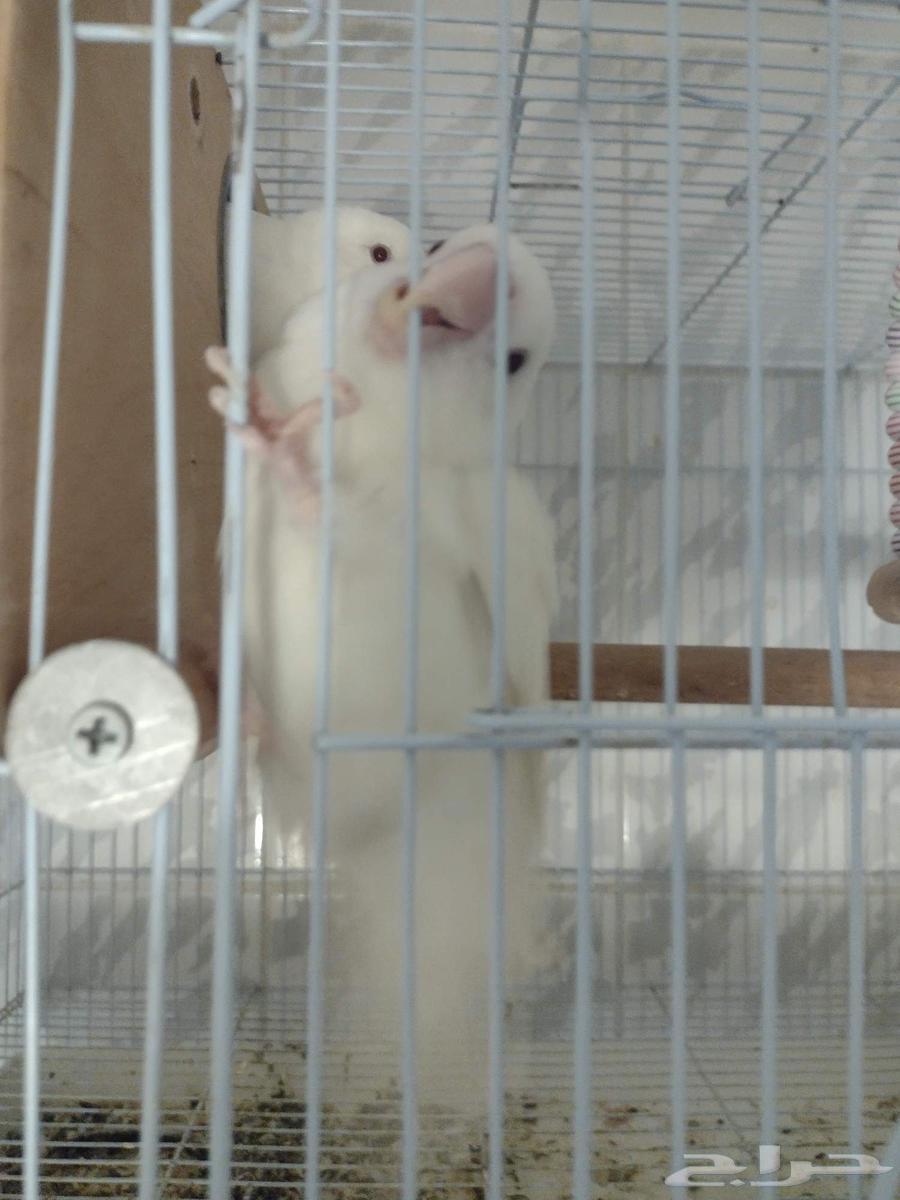 زوج روز زوج فيشر ( تم البيع )64569535716865112