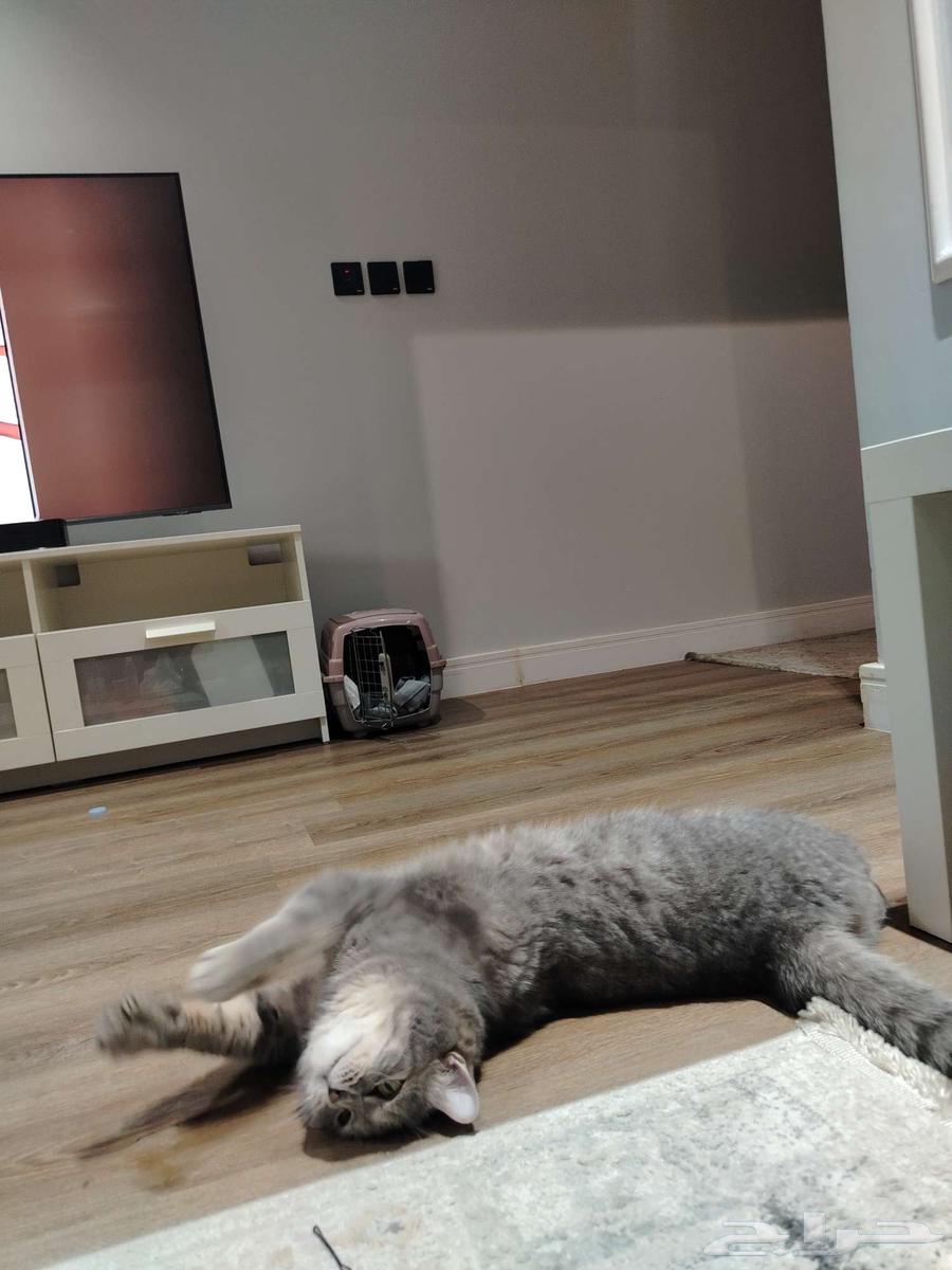 تبني قطط64566189370755110