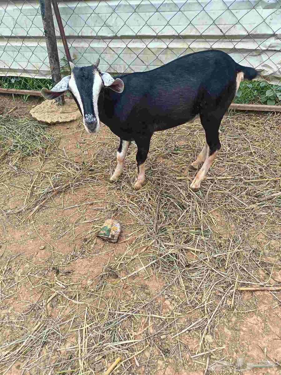 تيس بلدي للبيع64564476424067111