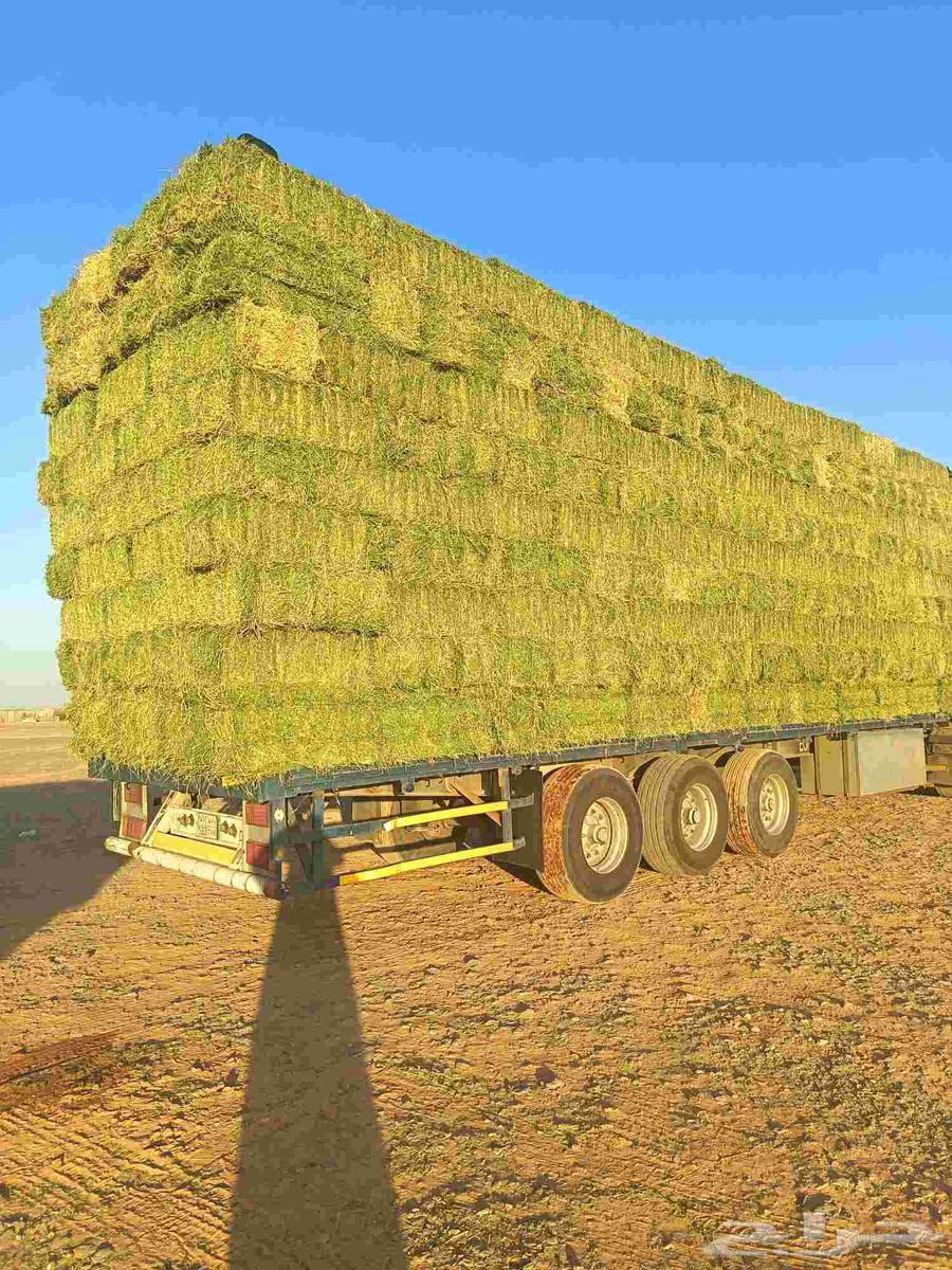 برسيم صافي 27 ريال طبرجل64565814670979110