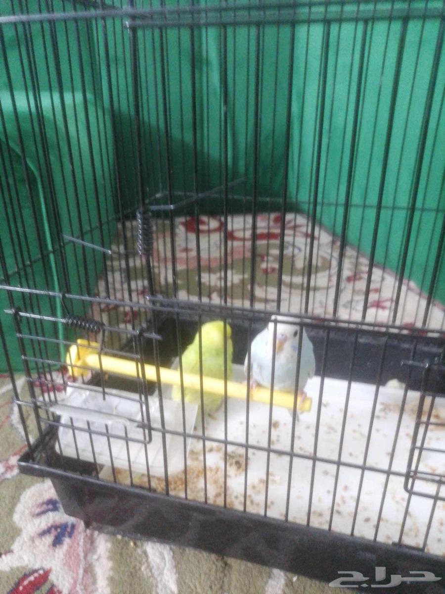 فروخ بادجي الصحه ما شا الله تبارك الله64566230980993113