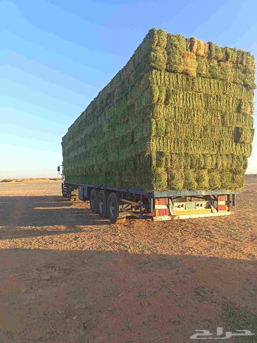 برسيم صافي 27 ريال طبرجل64565814670979111