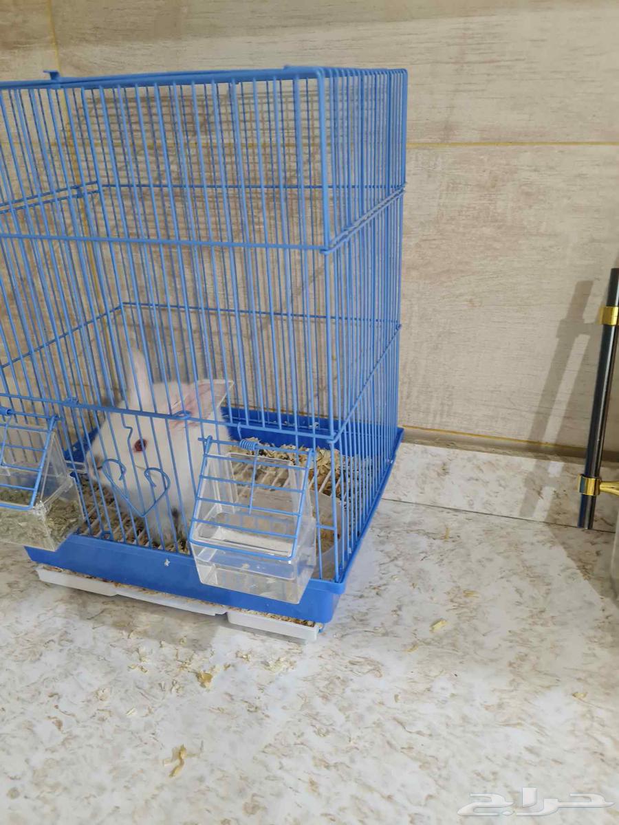 ارنب للبدل مع شيرازي او قط يكون بصحه جيده64564698788611112