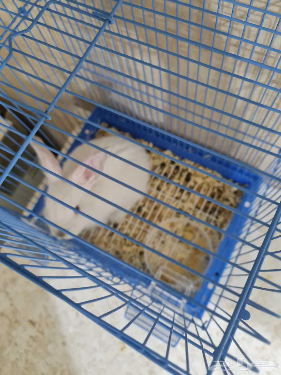 ارنب للبدل مع شيرازي او قط يكون بصحه جيده64564698788611110