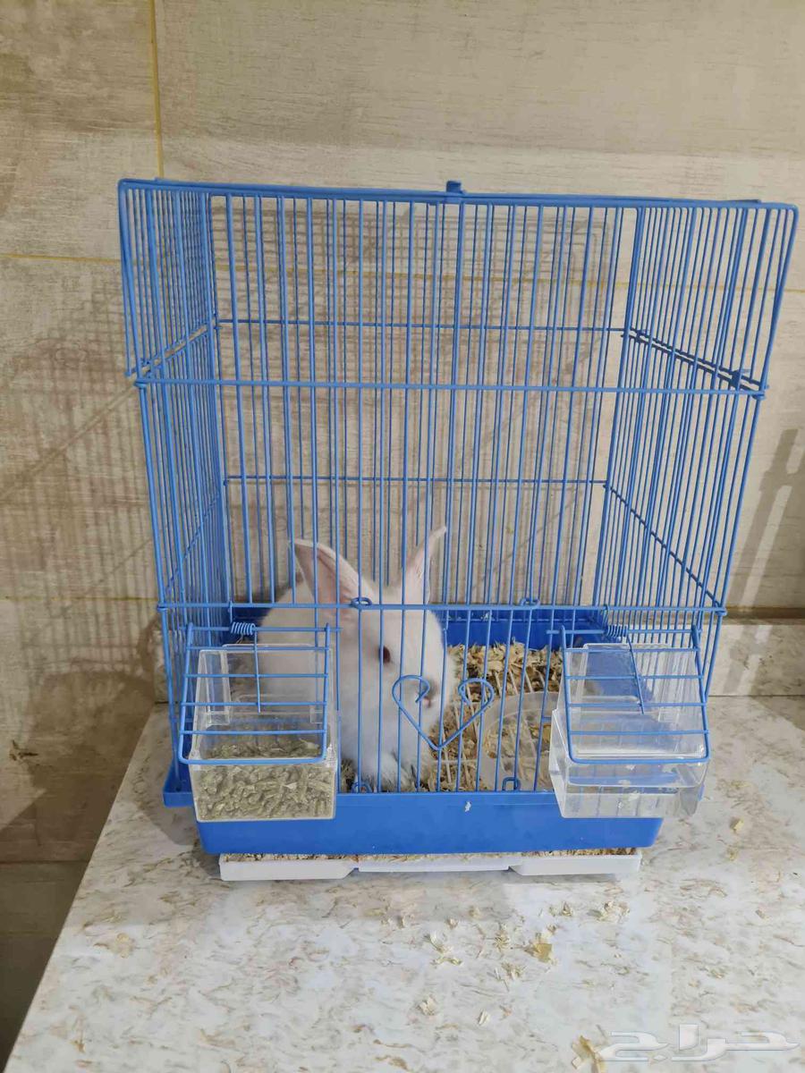 ارنب للبدل مع شيرازي او قط يكون بصحه جيده64564698788611111