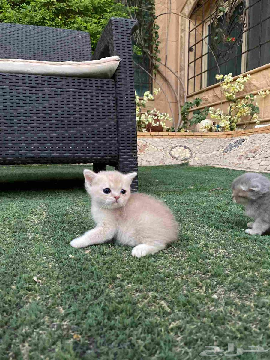 كيتن سكوتش مطعمين مدربين للبيع ولايوجد تبني64567642444289111