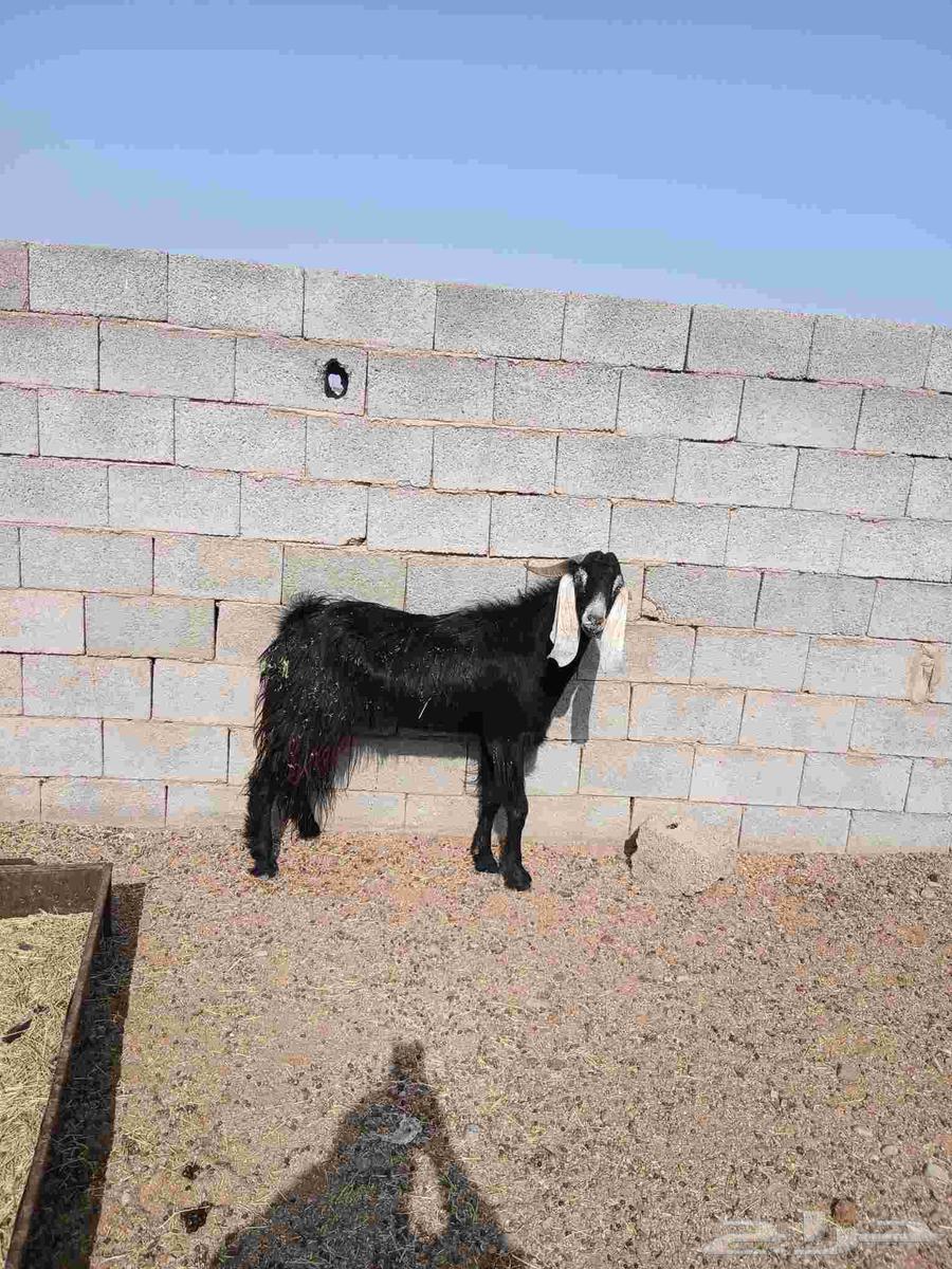 تيس لباني عمره ثلاث شهور تيس فحل عارضي دوبه داخل السديس64564824639233111