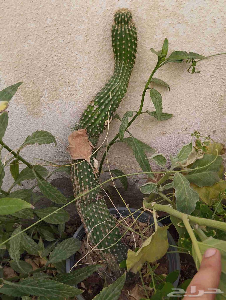 مجموعة صبار زينة متنوعة للحدائق الصخرية للبيع كامل او مفرد64509700746627110