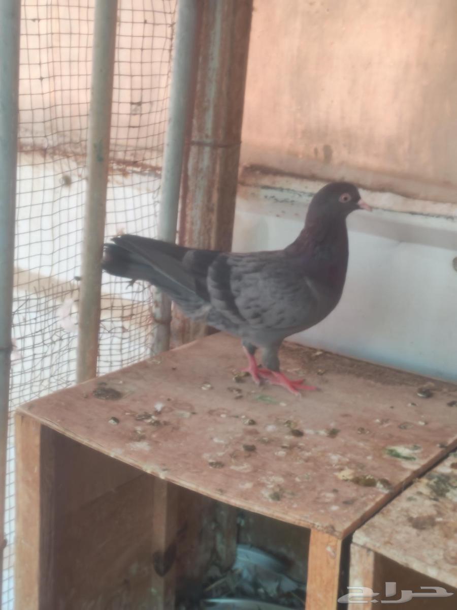 New fuzzy couple for riding without tires I've ever had64566437769475111