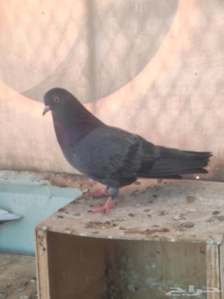 New fuzzy couple for riding without tires I've ever had64566437769475110