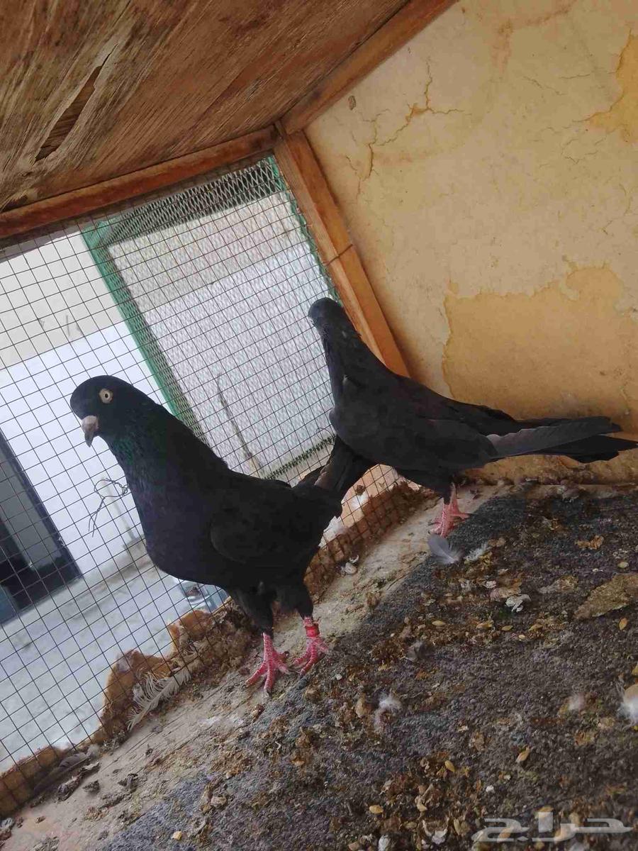 زوج رامبوري أسود صك بيور64564560010625114