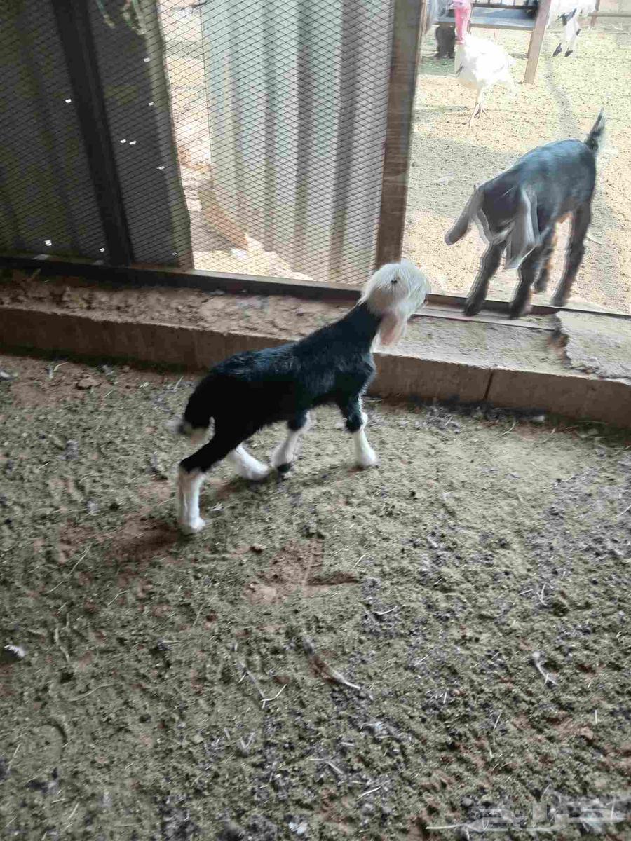 داقور رخل نجديه عمرها اسبوعين سليمة من جميع العذاريب64564977810178111