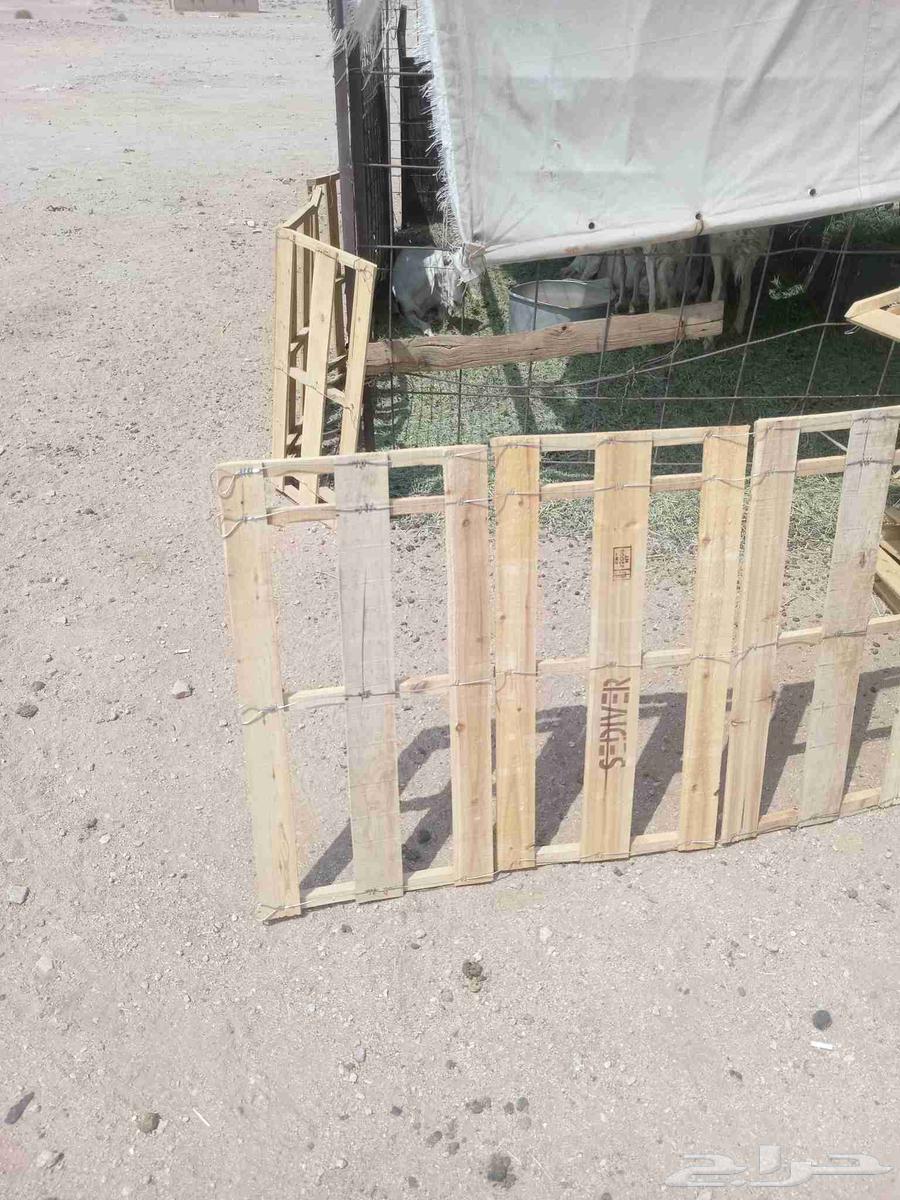 طبليات خشب64565465445506112