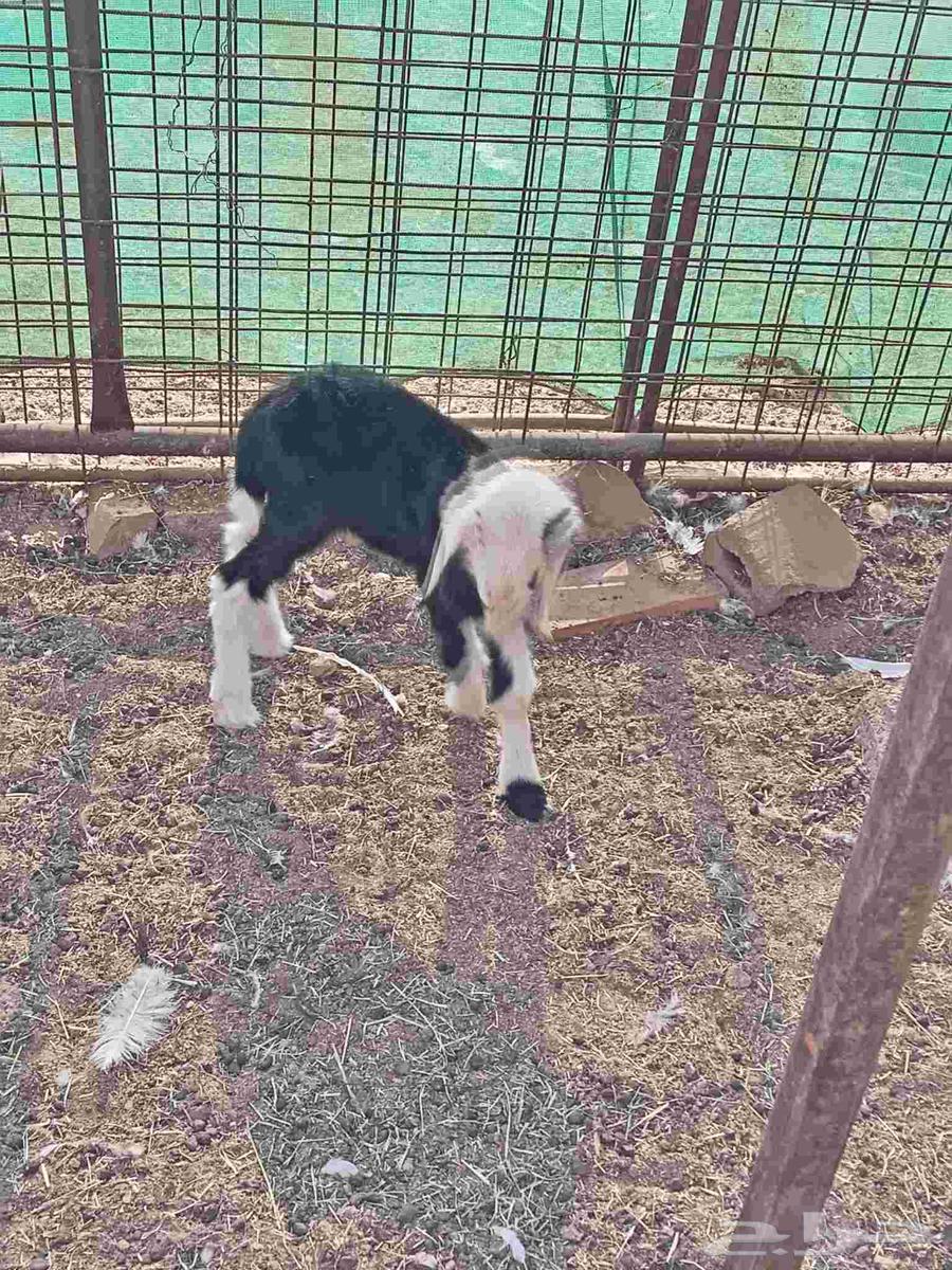 داقور رخل نجديه عمرها اسبوعين سليمة من جميع العذاريب64564977810178110