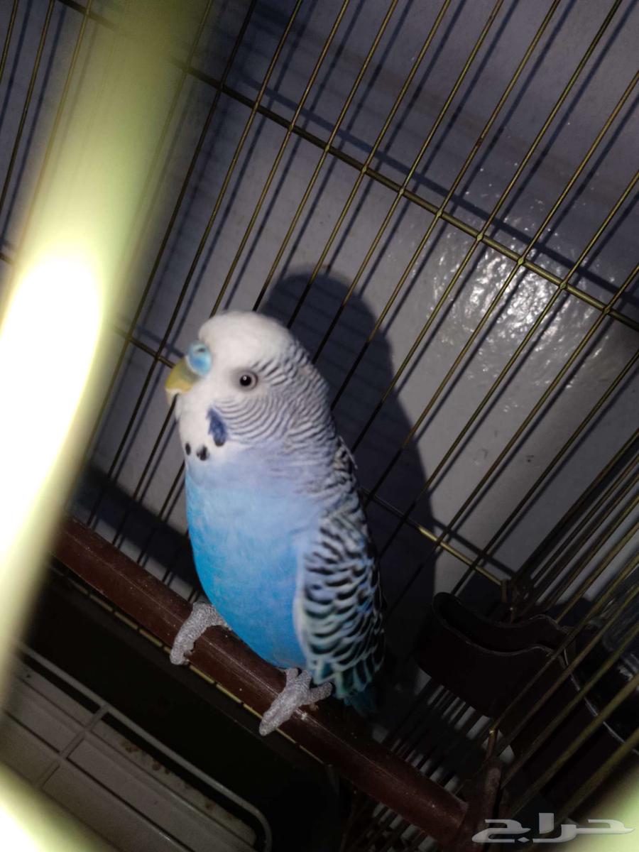 طير روز للبيع على السوم64568154730625112