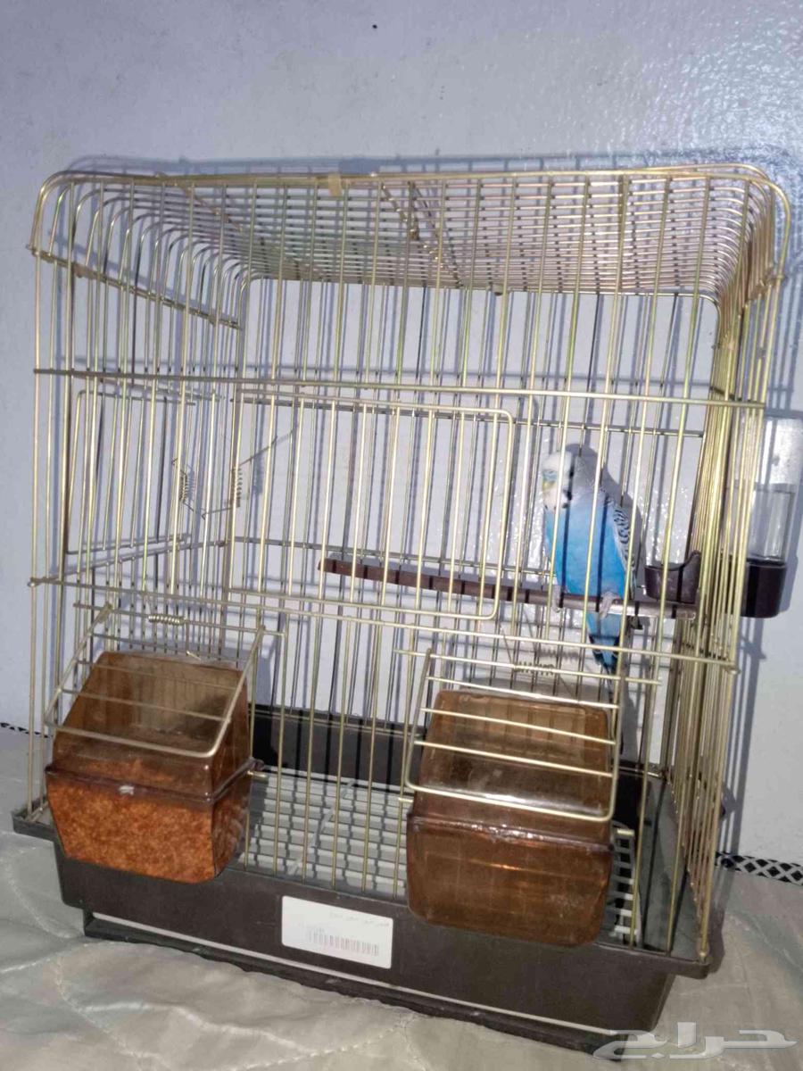 طير روز للبيع على السوم64568154730625111