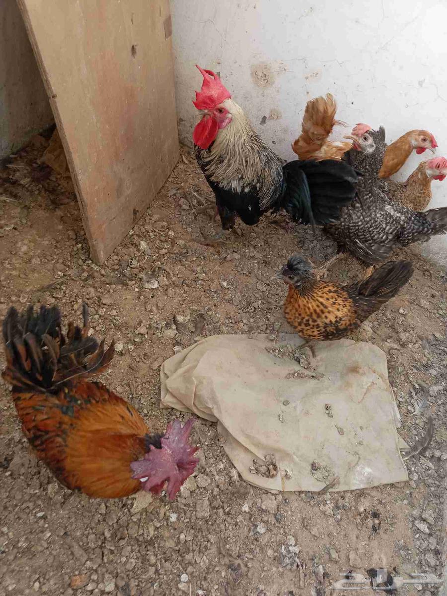 ديك بلدي و ثلاثه دجاجات بلدي اعمارهم عمرهم سنه و جوز قزم64568099986179111