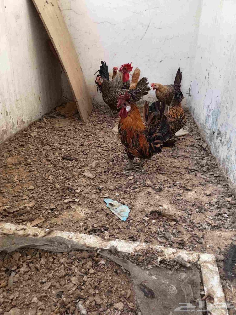 ديك بلدي و ثلاثه دجاجات بلدي اعمارهم عمرهم سنه و جوز قزم64568099986179114
