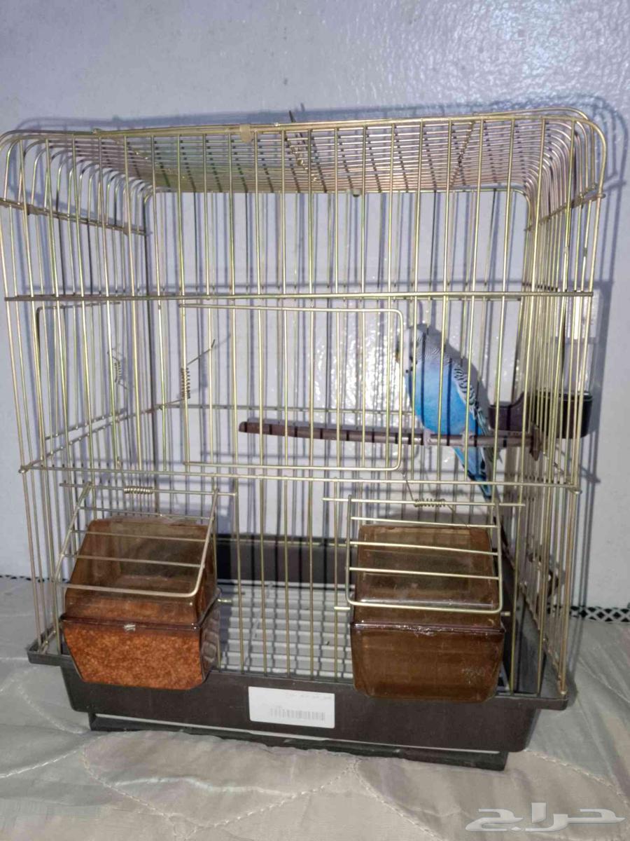 طير روز للبيع على السوم64568154730625110