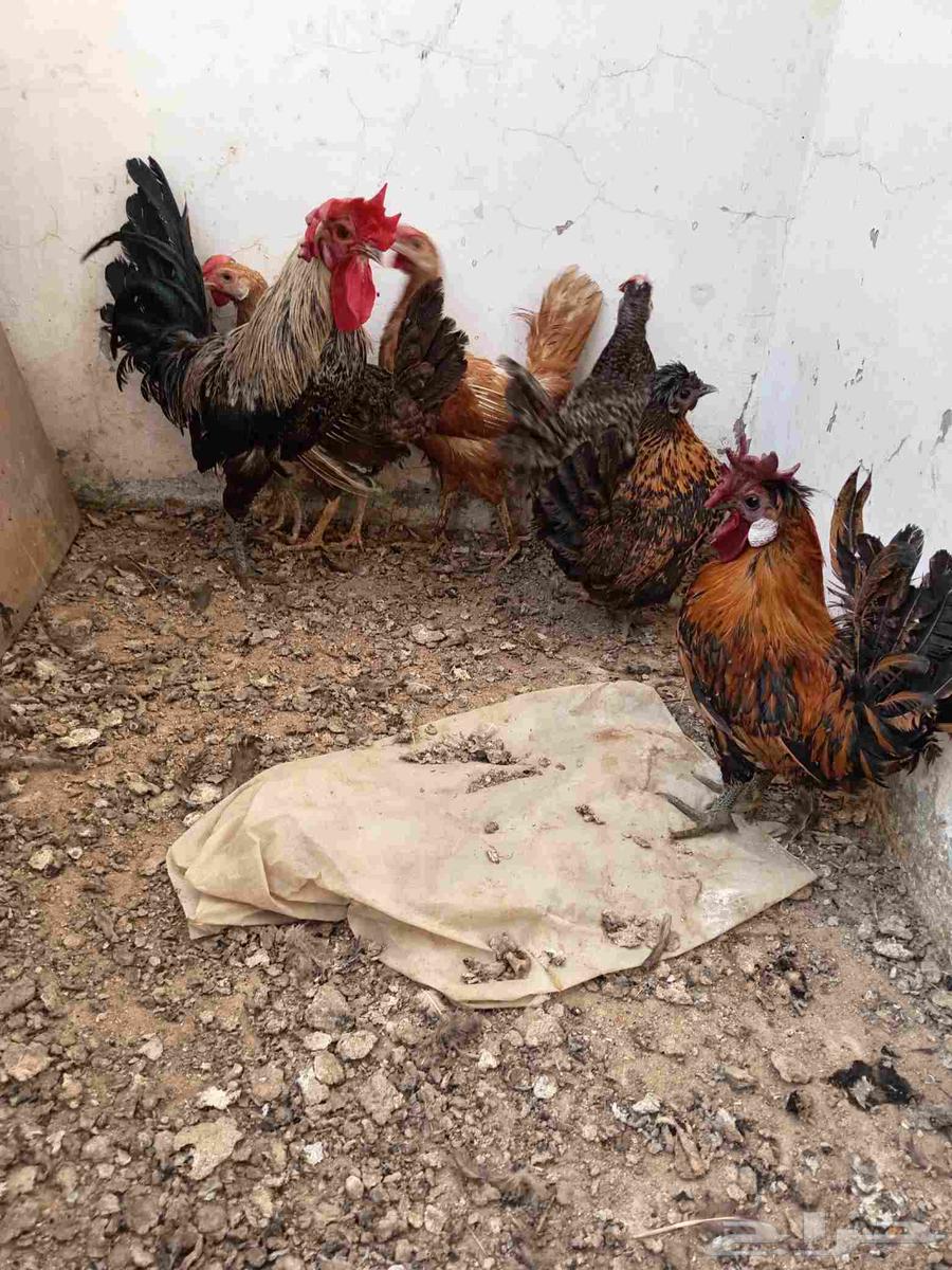 ديك بلدي و ثلاثه دجاجات بلدي اعمارهم عمرهم سنه و جوز قزم64568099986179110