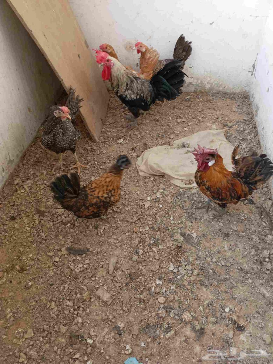 ديك بلدي و ثلاثه دجاجات بلدي اعمارهم عمرهم سنه و جوز قزم64568099986179113