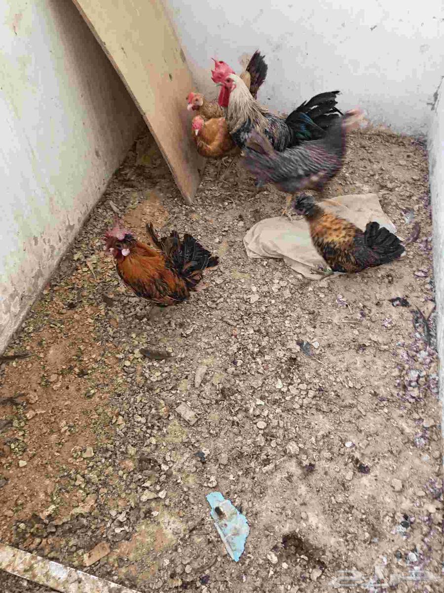 ديك بلدي و ثلاثه دجاجات بلدي اعمارهم عمرهم سنه و جوز قزم64568099986179112