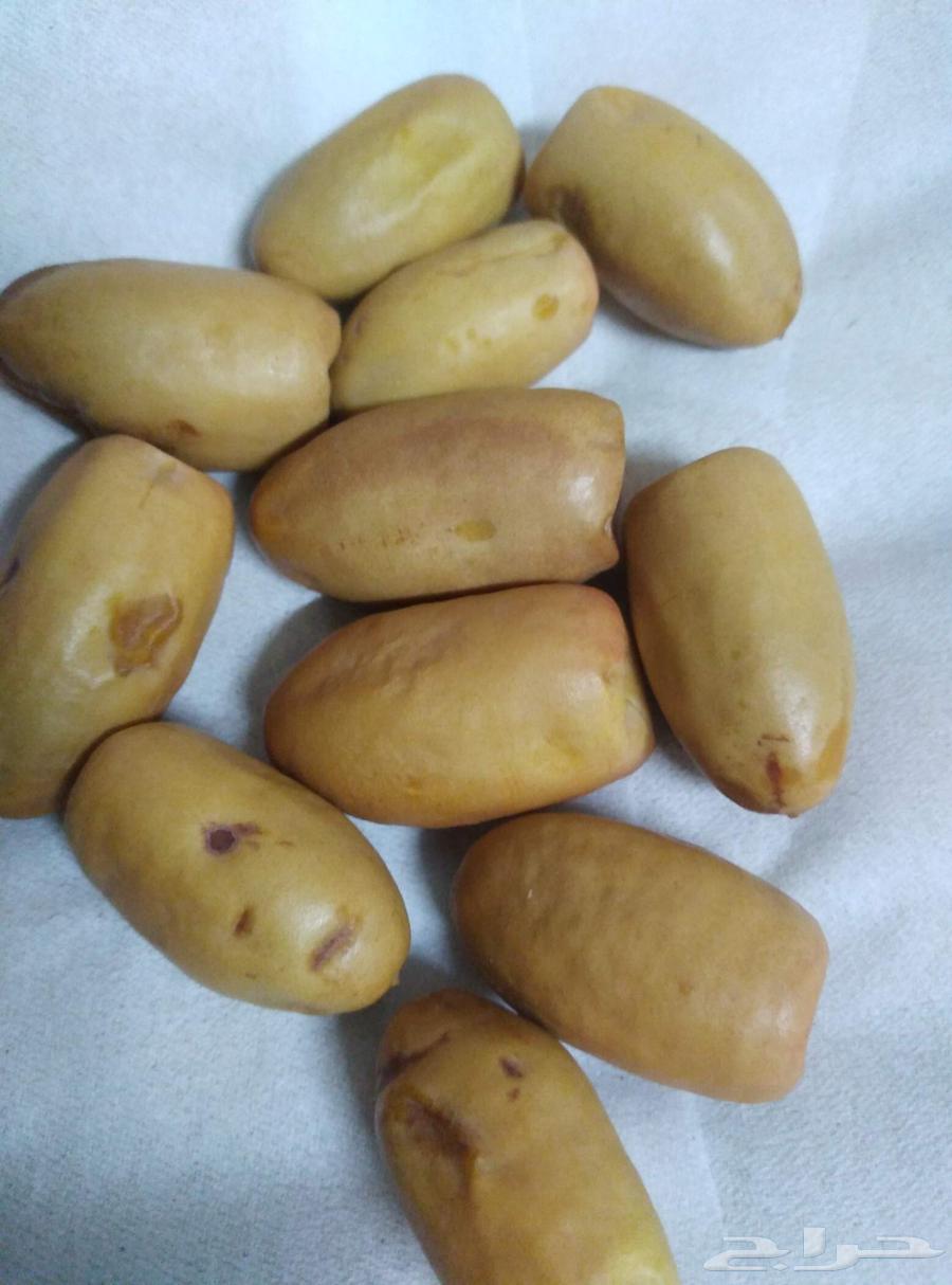 Available 4 white Najran date palm saplings ornamental saplings64569903012994110