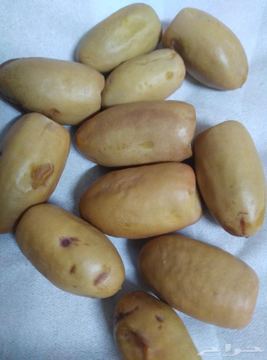 Available 4 white Najran date palm saplings ornamental saplings64569903012994111